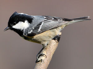 Coal Tit 
&copy; Franck Ambrosini