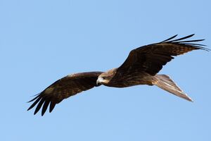 Black-eared Kite