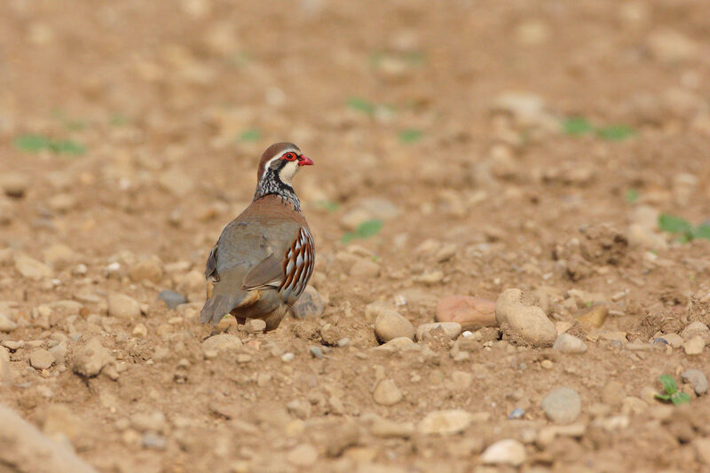 Red-legged Partridge male adult breeding