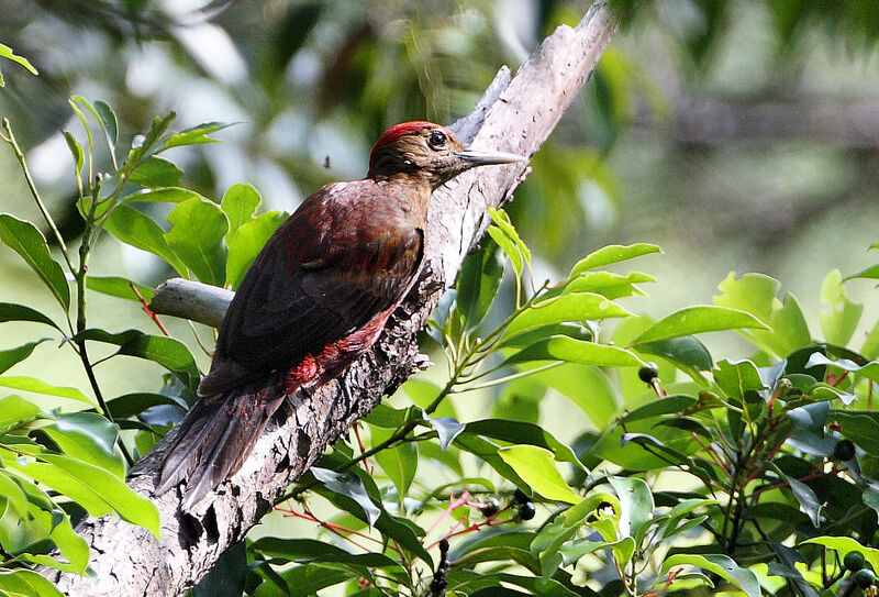 Okinawa Woodpecker male adult breeding