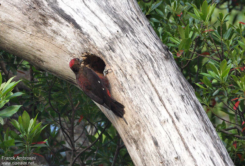 Okinawa Woodpecker male adult, habitat