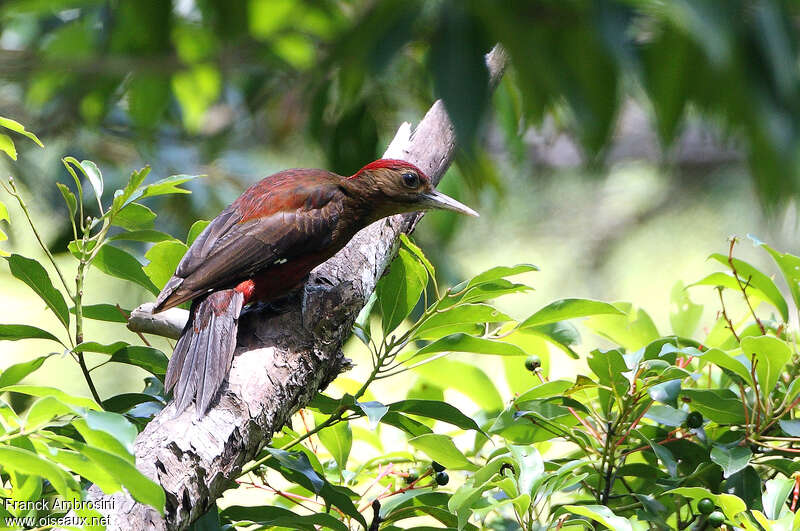 Okinawa Woodpecker male adult breeding, identification