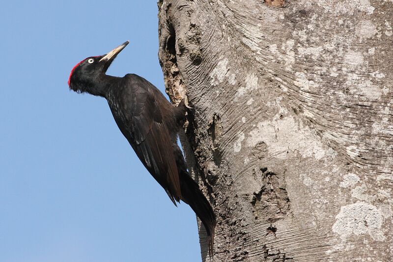 Black Woodpeckeradult