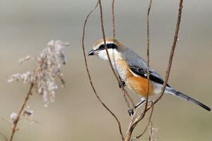 Bull-headed Shrike