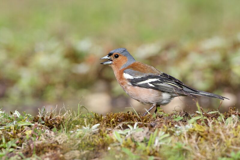 Common Chaffinch male adult, close-up portrait, walking