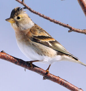 Brambling 
&copy; Franck Ambrosini