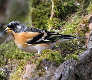 Brambling 
&copy; Franck Ambrosini