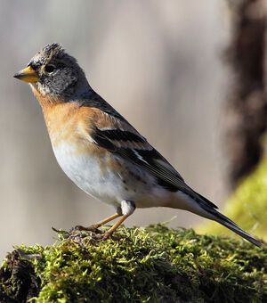 Brambling 
&copy; Franck Ambrosini