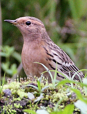 Pipit � gorge rousse