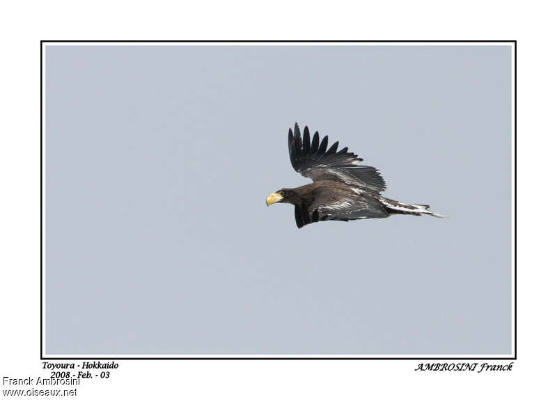 Steller's Sea Eaglejuvenile, Flight
