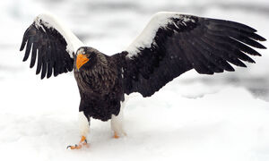 Steller's Sea Eagle