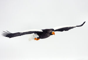 Steller's Sea Eagle