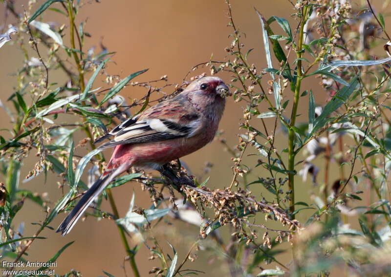 Long-tailed Rosefinch male adult, feeding habits, eats