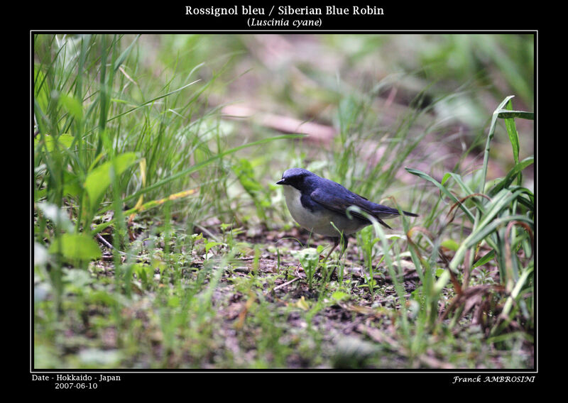 Siberian Blue Robin male adult breeding