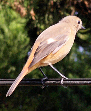 Daurian Redstart