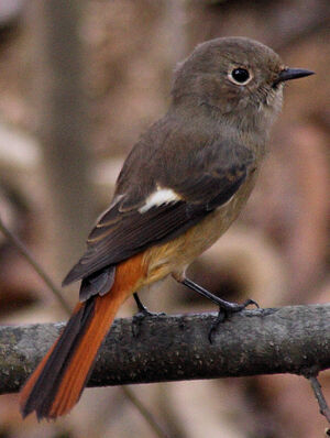 Daurian Redstart