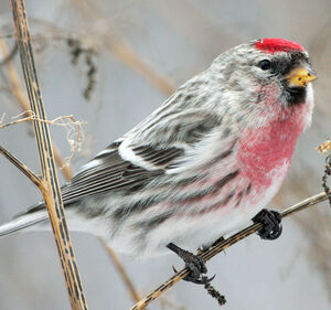 Common Redpoll