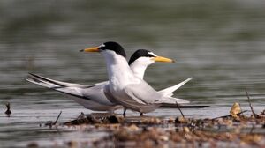 Little Tern