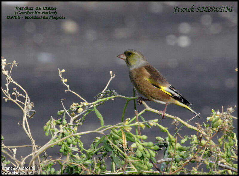 Grey-capped Greenfinch, identification