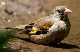 Grey-capped Greenfinch