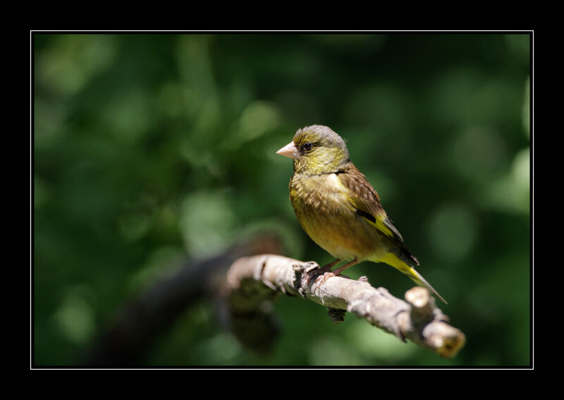 Grey-capped Greenfinch male adult