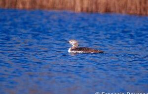 Plongeon catmarin