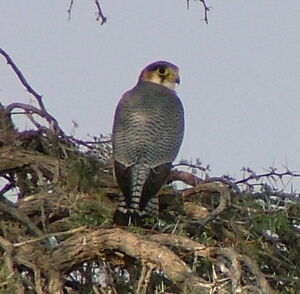 Red-necked Falcon