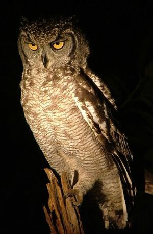 Spotted Eagle-Owl