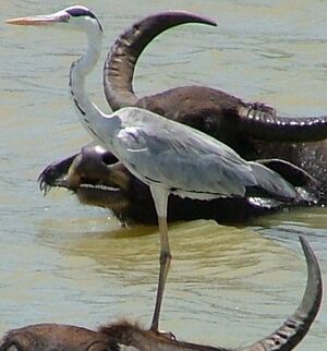 Grey Heron 
&copy; Fran�ois Chatain