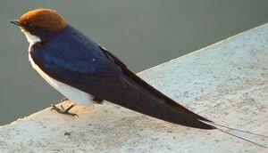 Hirondelle � longs brins
