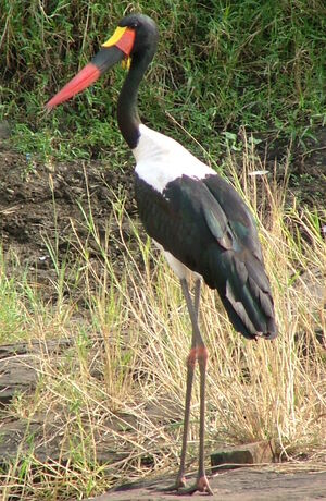 Saddle-billed Stork