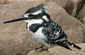 Pied Kingfisher