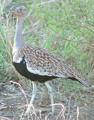 Red-crested Korhaan
