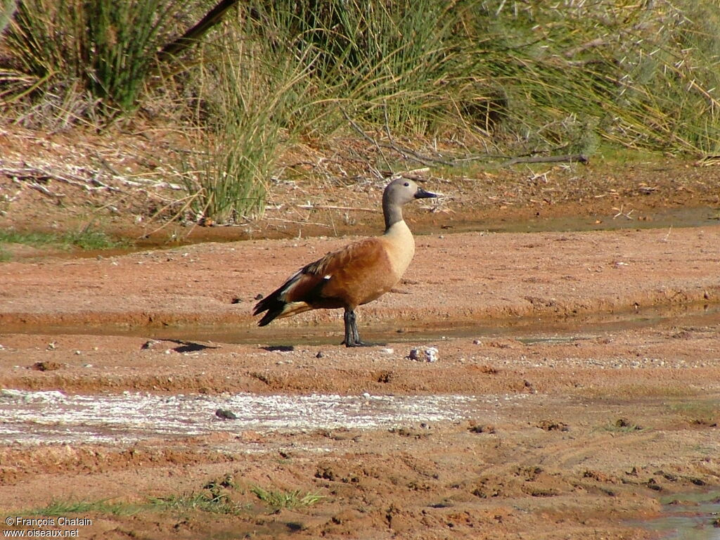 South African Shelduck