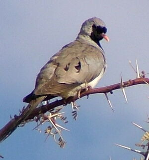 Namaqua Dove