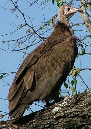 Hooded Vulture