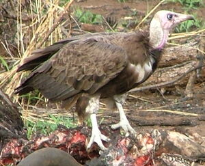 Hooded Vulture