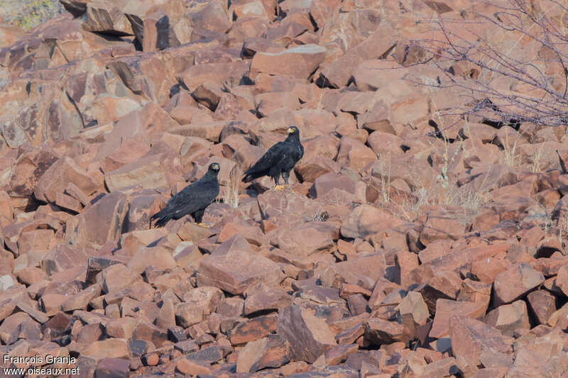 Aigle de Verreauxadulte, habitat