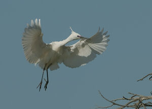 Aigrette garzette