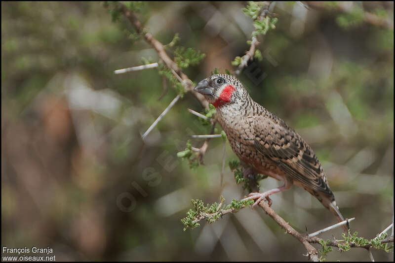 Cut-throat Finch male adult breeding, identification