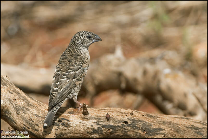 Cut-throat Finch female adult, identification