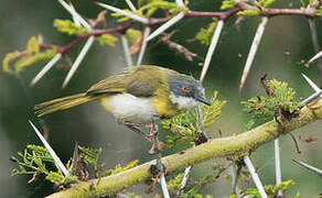 Yellow-breasted Apalis