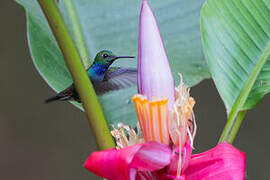 Blue-chested Hummingbird