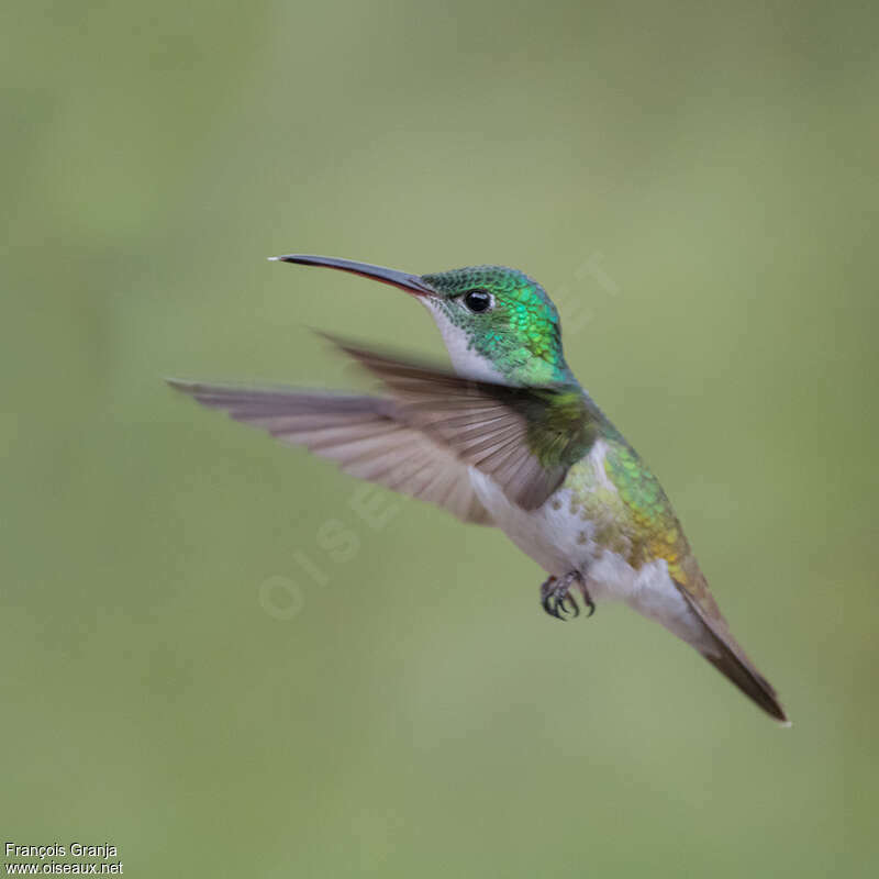 Andean Emerald female adult, pigmentation, Flight