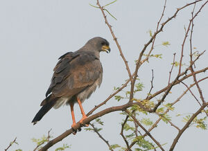 Eastern Chanting Goshawk