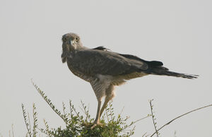 Eastern Chanting Goshawk