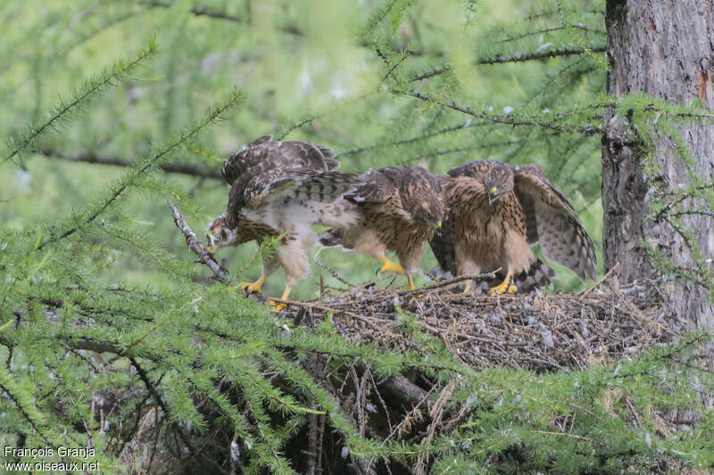 Northern Goshawk, habitat, Reproduction-nesting