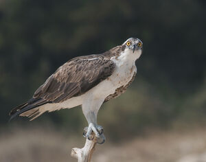 Western Osprey
