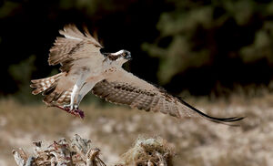 Western Osprey