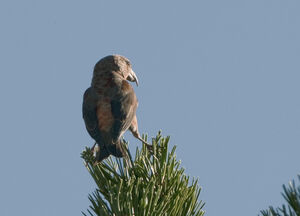 Red Crossbill 
&copy; Fran�ois Granja